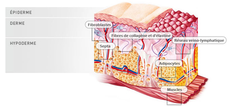 cellu m6 endermologie